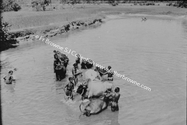 PEOPLE I HAVE SEEN ALBUM PAGE 16 WAY SIDE WORKERS   BULLOCK WASHING